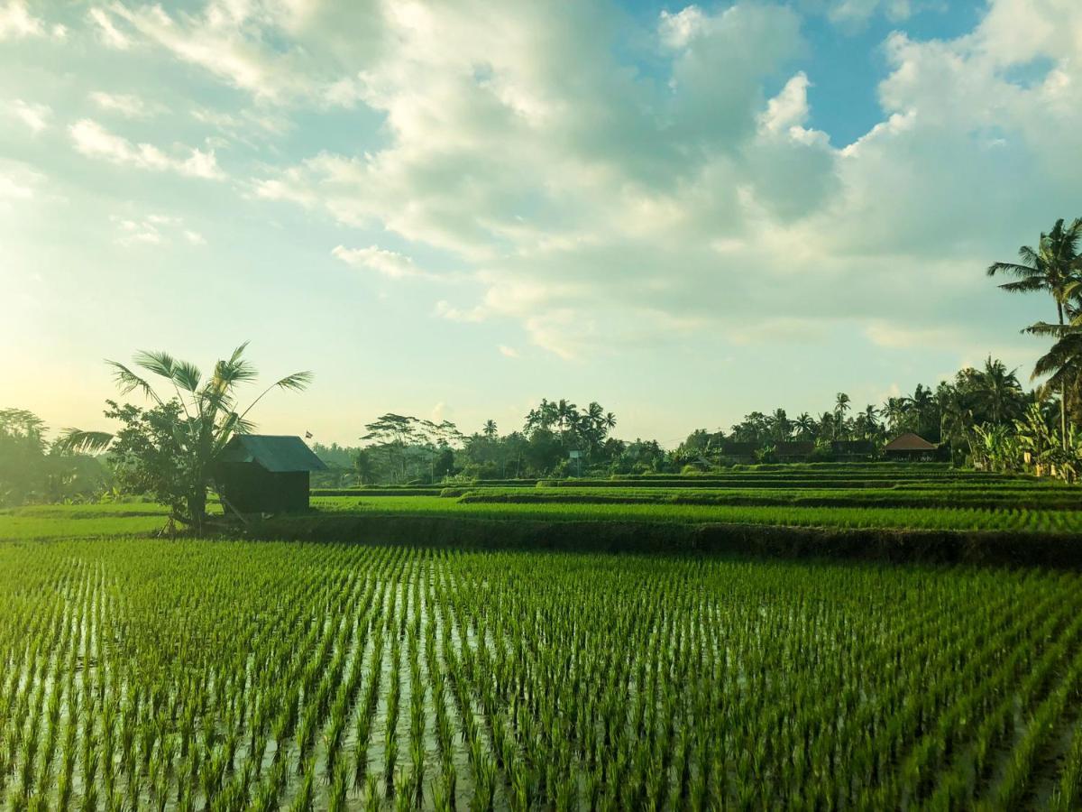 Rayshiva Homestay Ubud Dış mekan fotoğraf